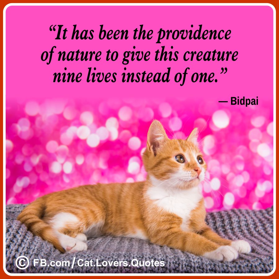 Beautiful cat lover quotes