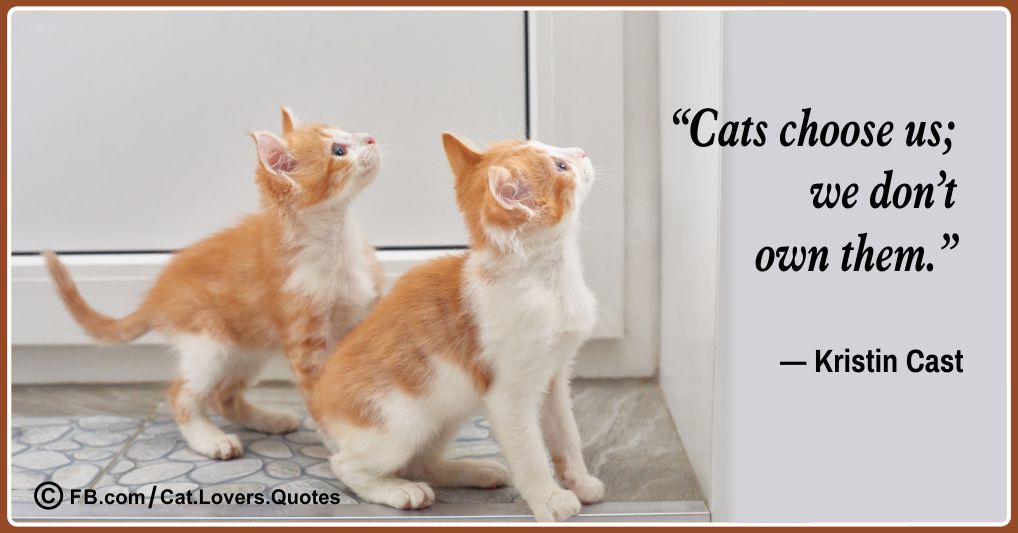 Beautiful Cat Lover Quotes 05