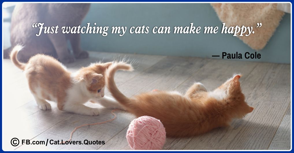 Beautiful Cat Lover Quotes 07