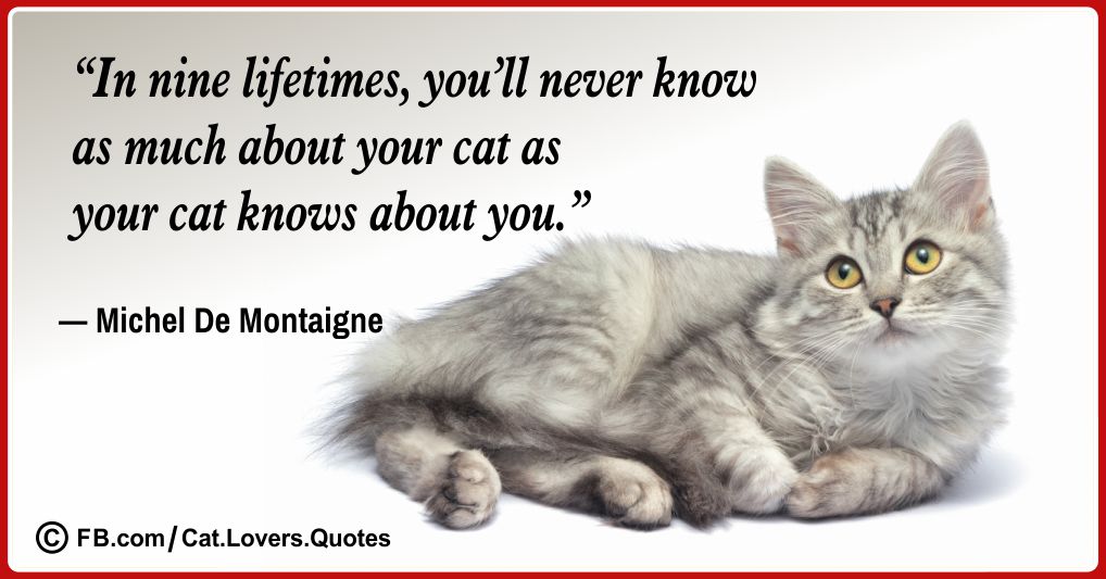 Beautiful cat lover quotes