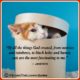 Beautiful Cat Lover Quotes 10