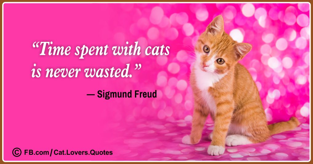 Beautiful Cat Lover Quotes 11