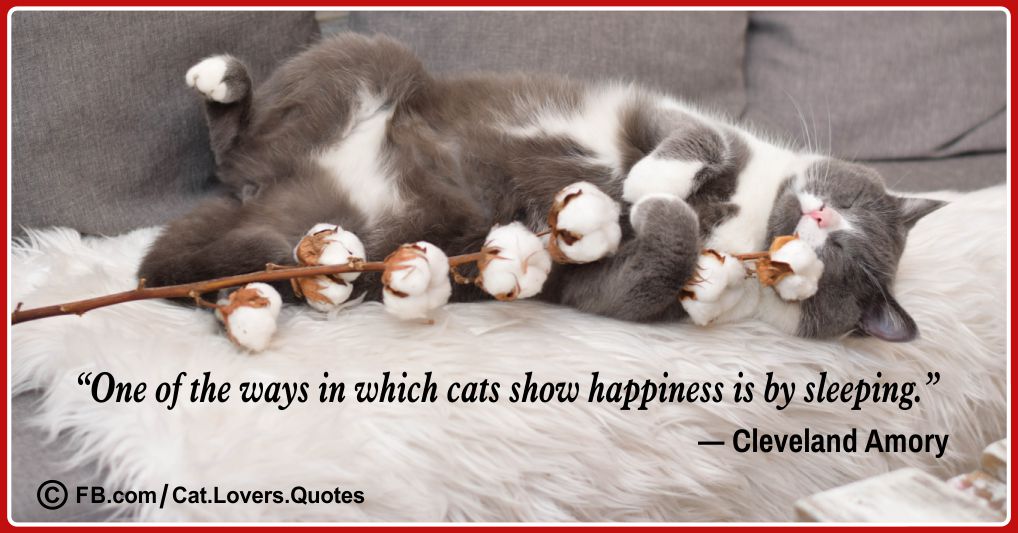 Beautiful Cat Lover Quotes 13