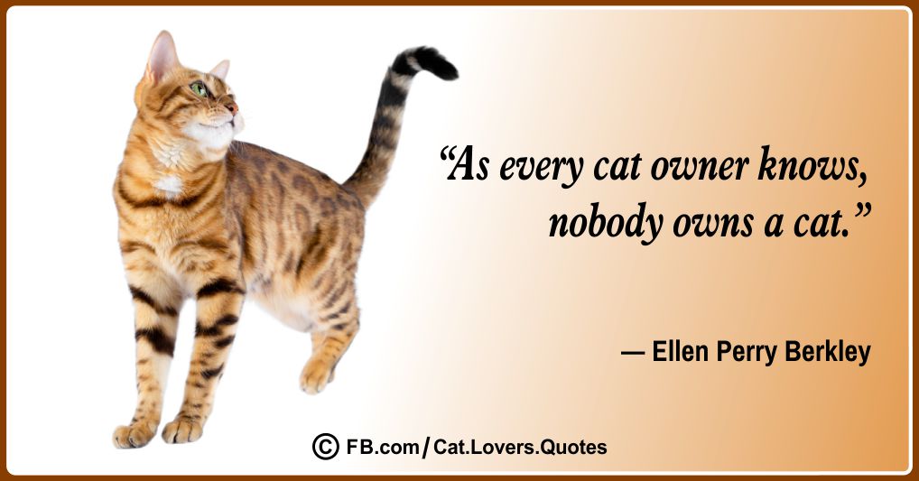 Beautiful Cat Quotes 15
