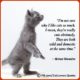 Beautiful Cat Quotes 16