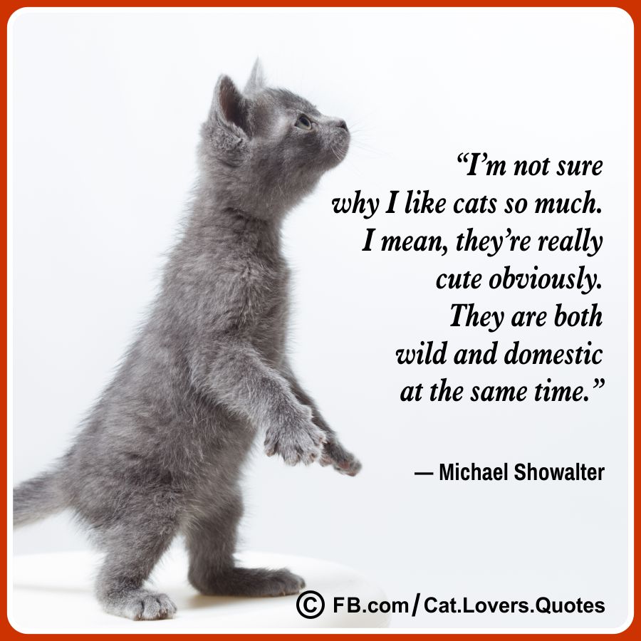 Beautiful Cat Quotes 16