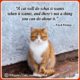 Beautiful Cat Quotes 18