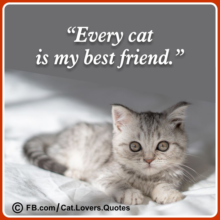 Beautiful Cat Love Quotes 20