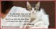 Beautiful Cat Love Quotes 25