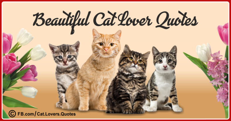 Beautiful Cat Lover Quotes