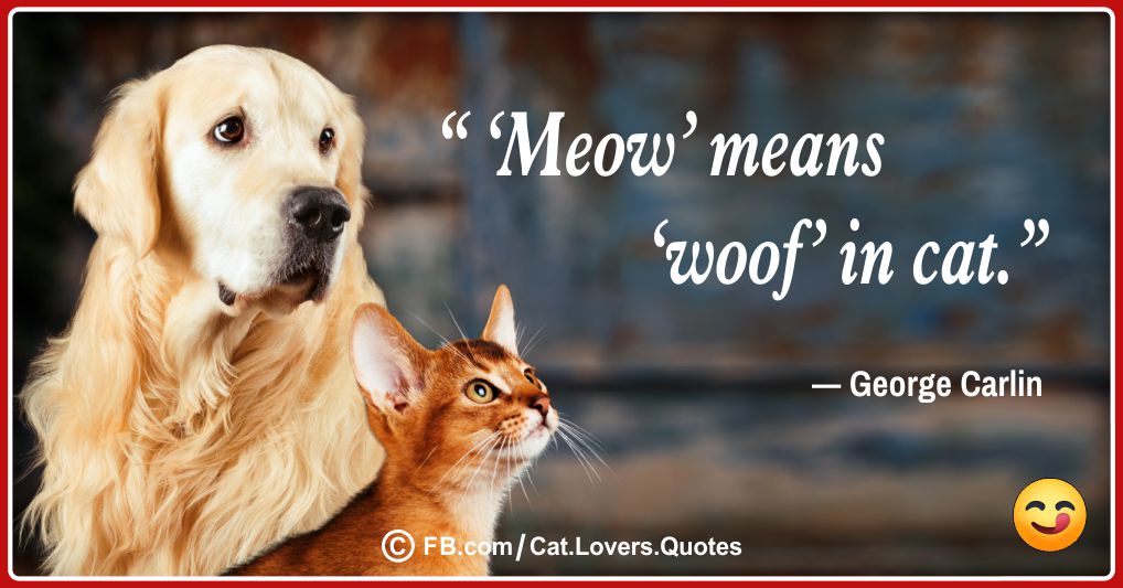 Funny Cat Lover Quotes 01