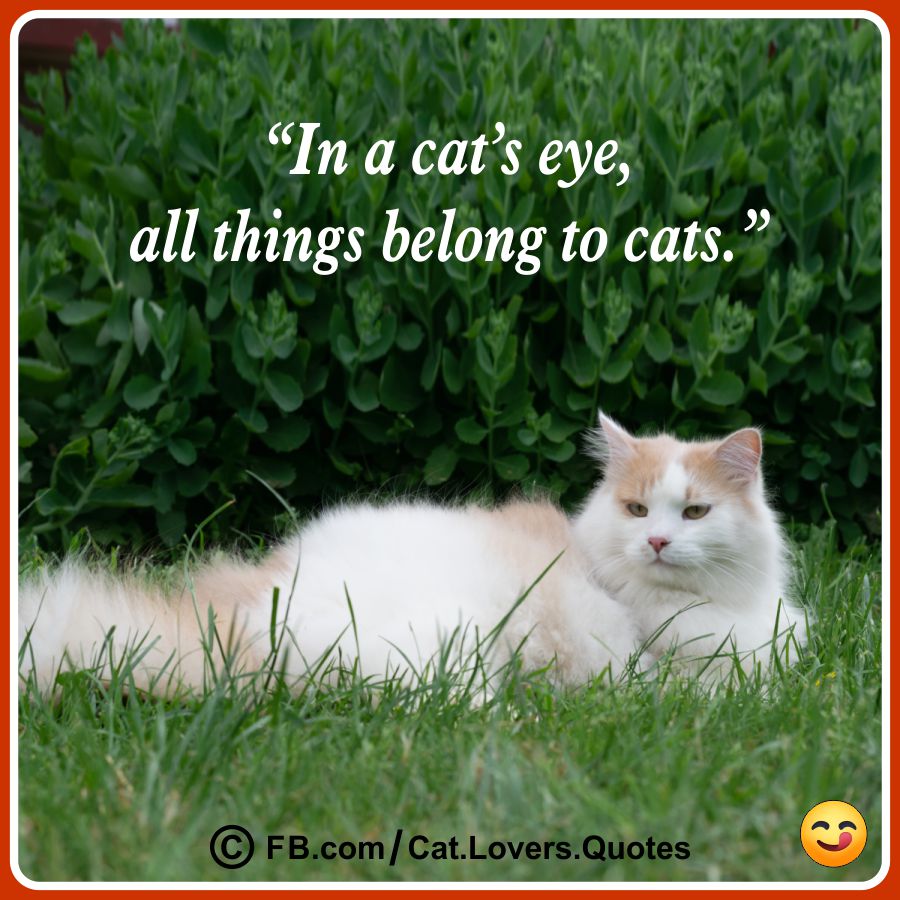 Funny Cat Lover Quotes 02