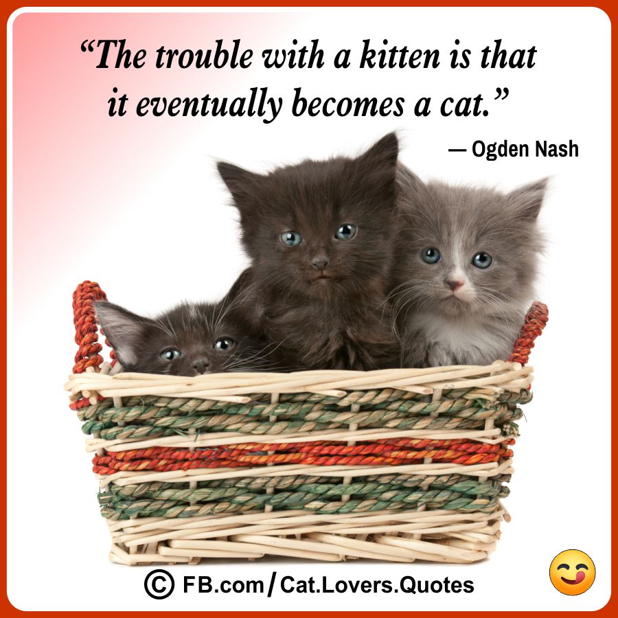 Funny Cat Lover Quotes 04