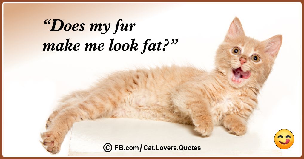 Funny Cat Lover Quotes 05