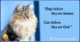 Funny Cat Lover Quotes 07