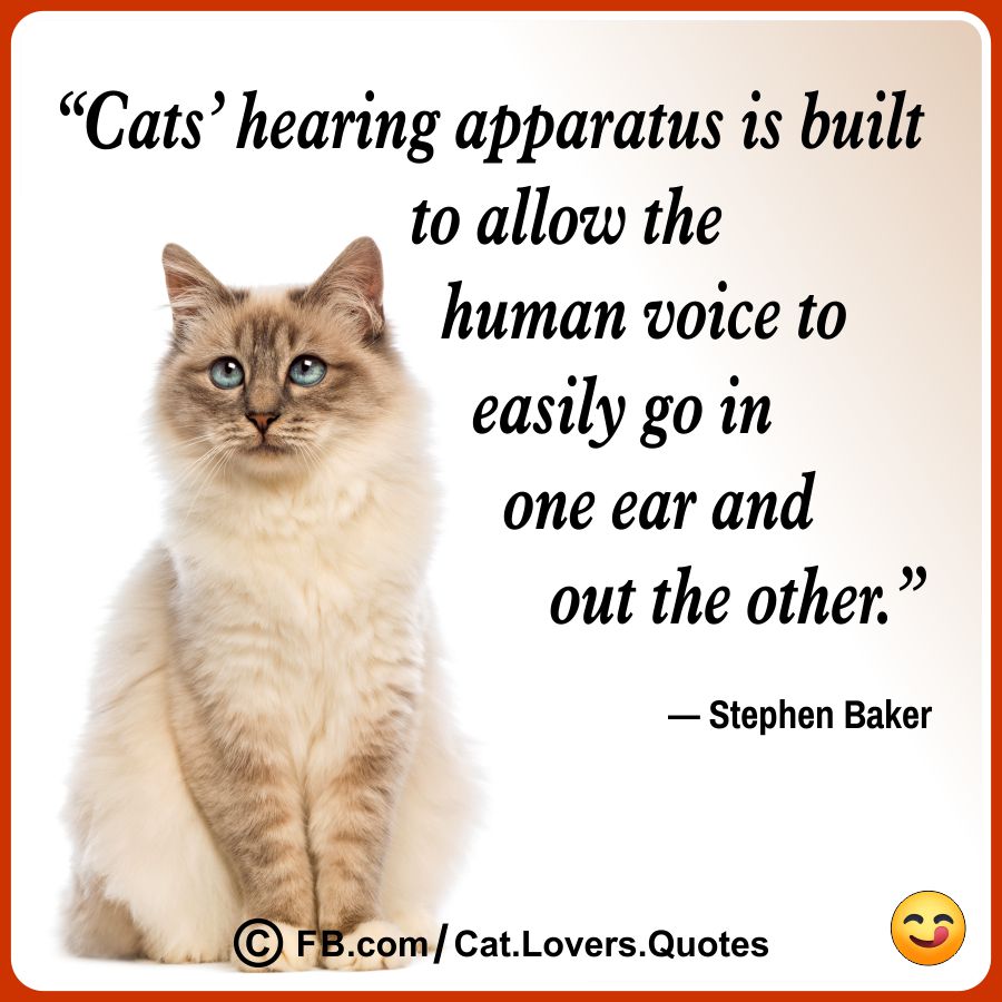 Funny Cat Lover Quotes 08