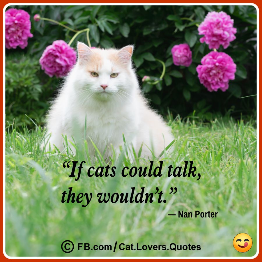 Funny Cat Lover Quotes 12