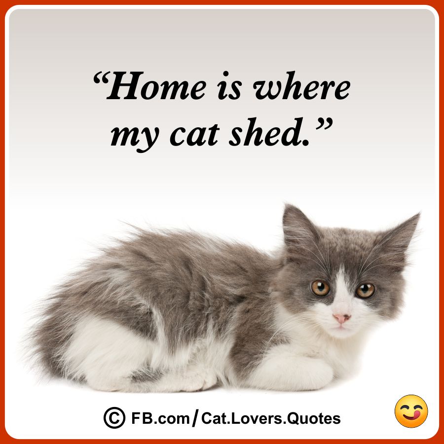 Funny Cat Lover Quotes 14