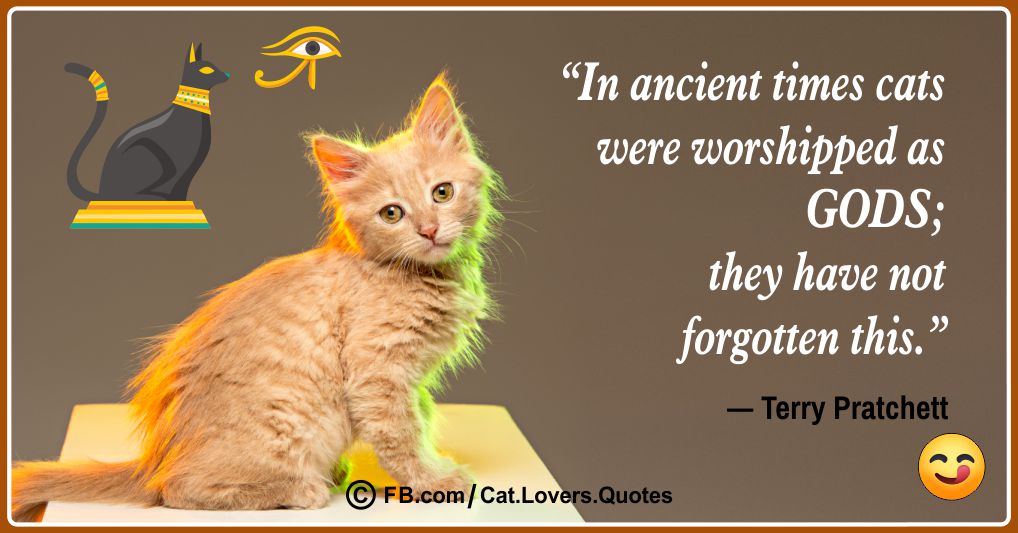 Funny Cat Lover Quotes 15