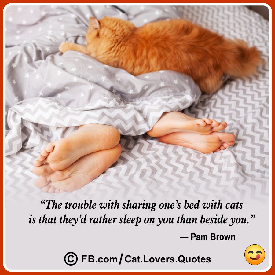Funny Cat Lover Quotes 16