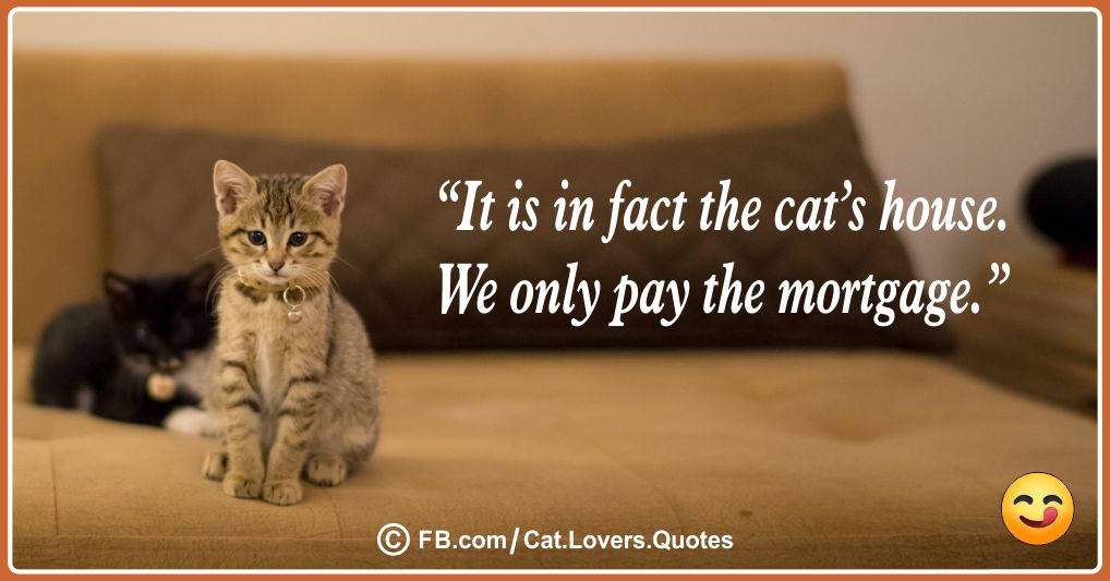 Funny Cat Lover Quotes 17