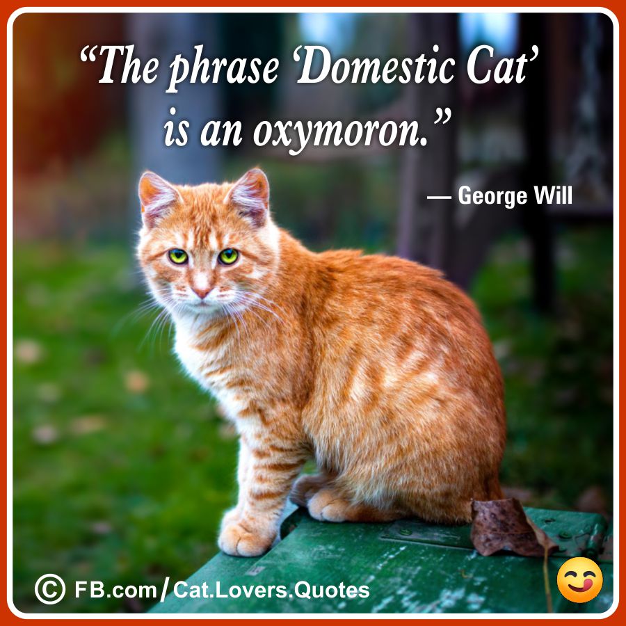 Funny Cat Lover Quotes 18