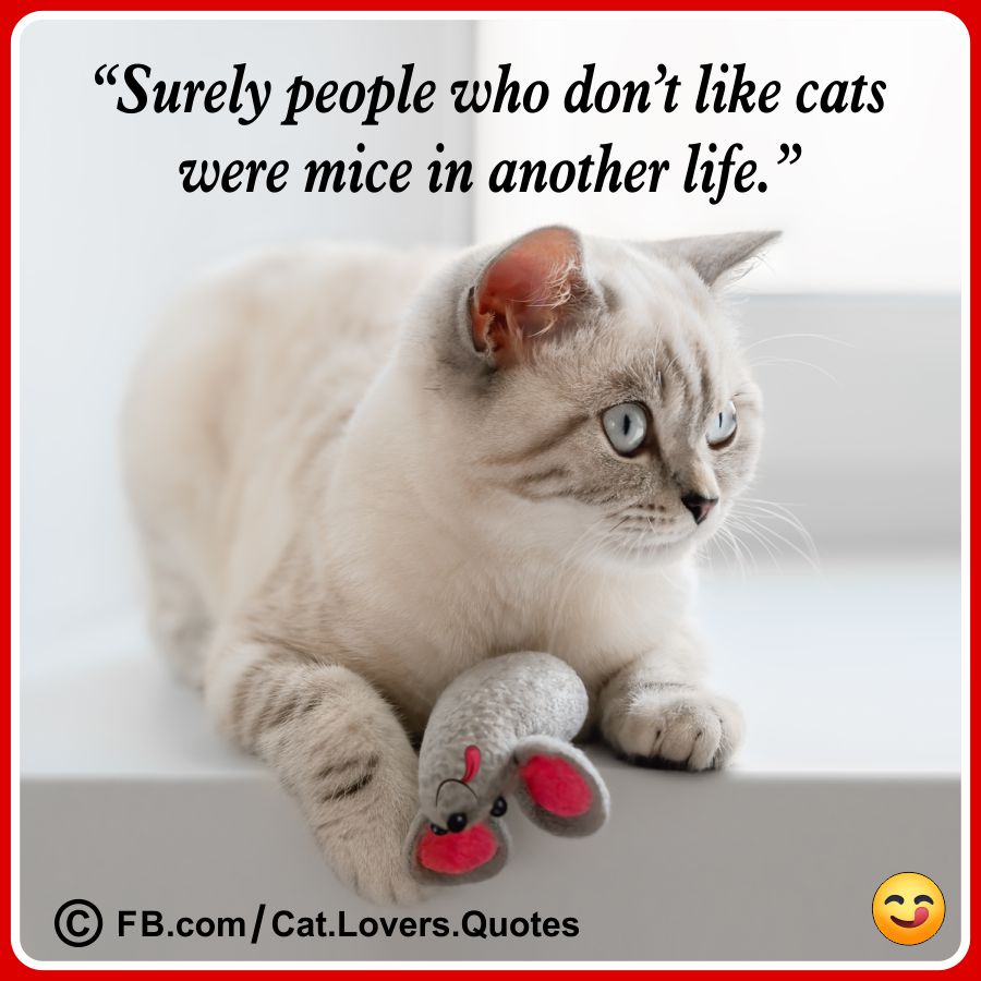 Funny Cat Quotes 22