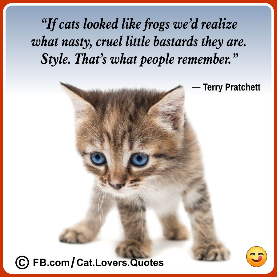 Funny Cat Quotes 24