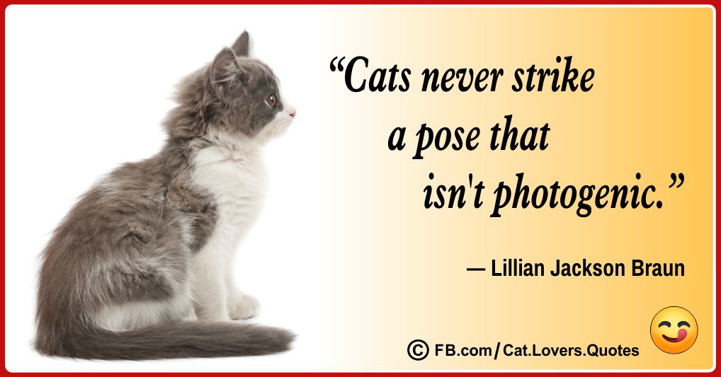 funny cat lover quotes 27