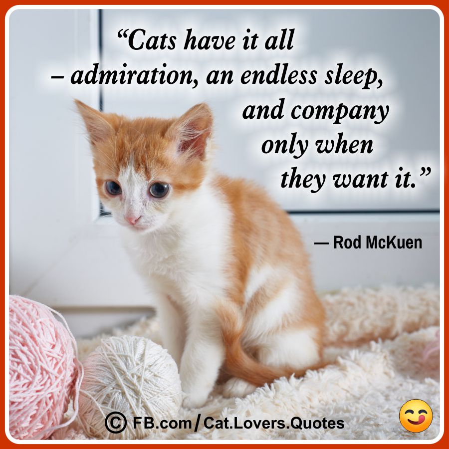 Funny Cat Quotes 28