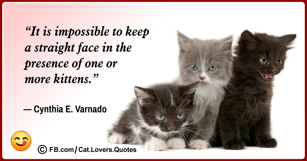 Funny Cat Quotes 31