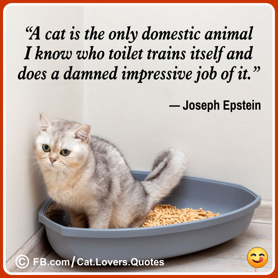 Funny Cat Quotes 34