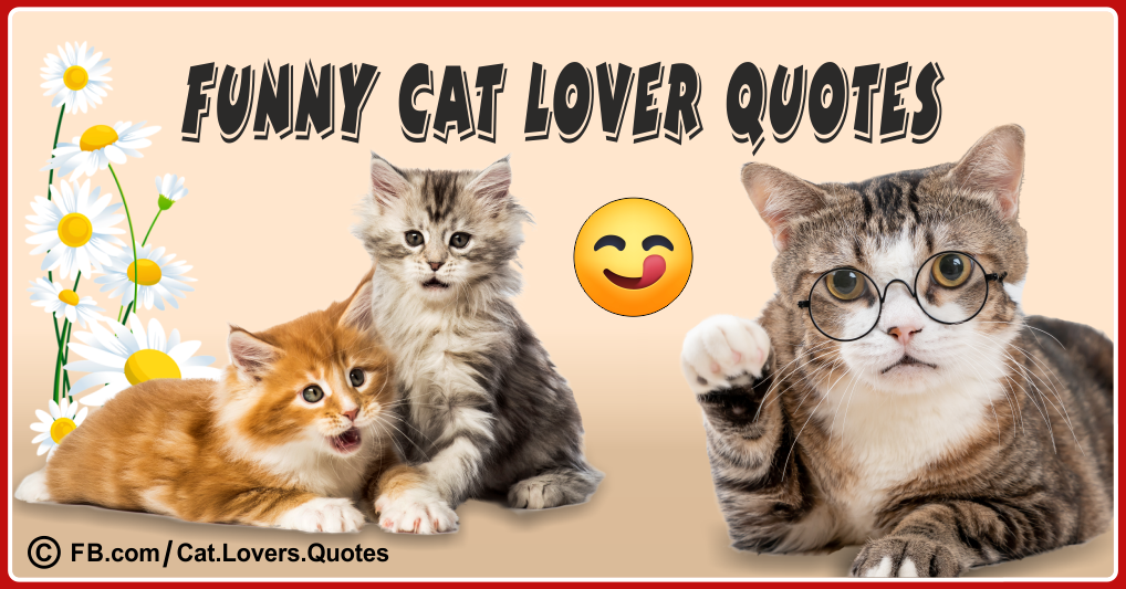 _funny-cat-lover-quotes-pic