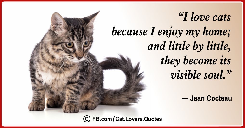 Heart-Melting Cat Lover Quotes 01