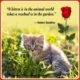 Heart-Melting Cat Lover Quotes 02