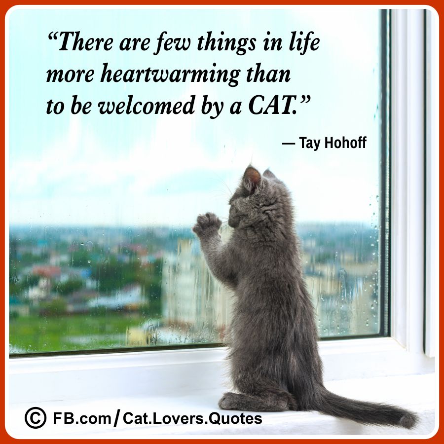 Heart-Melting Cat Lover Quotes 04