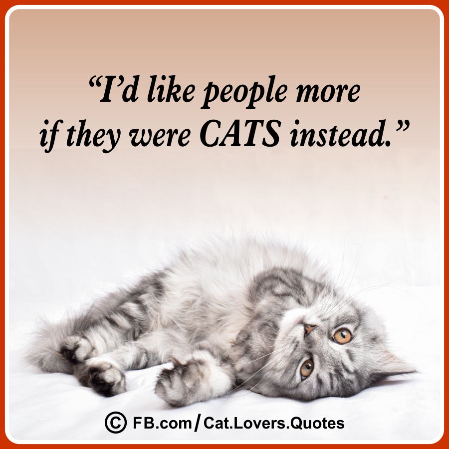 Heart-Melting Cat Lover Quotes 06