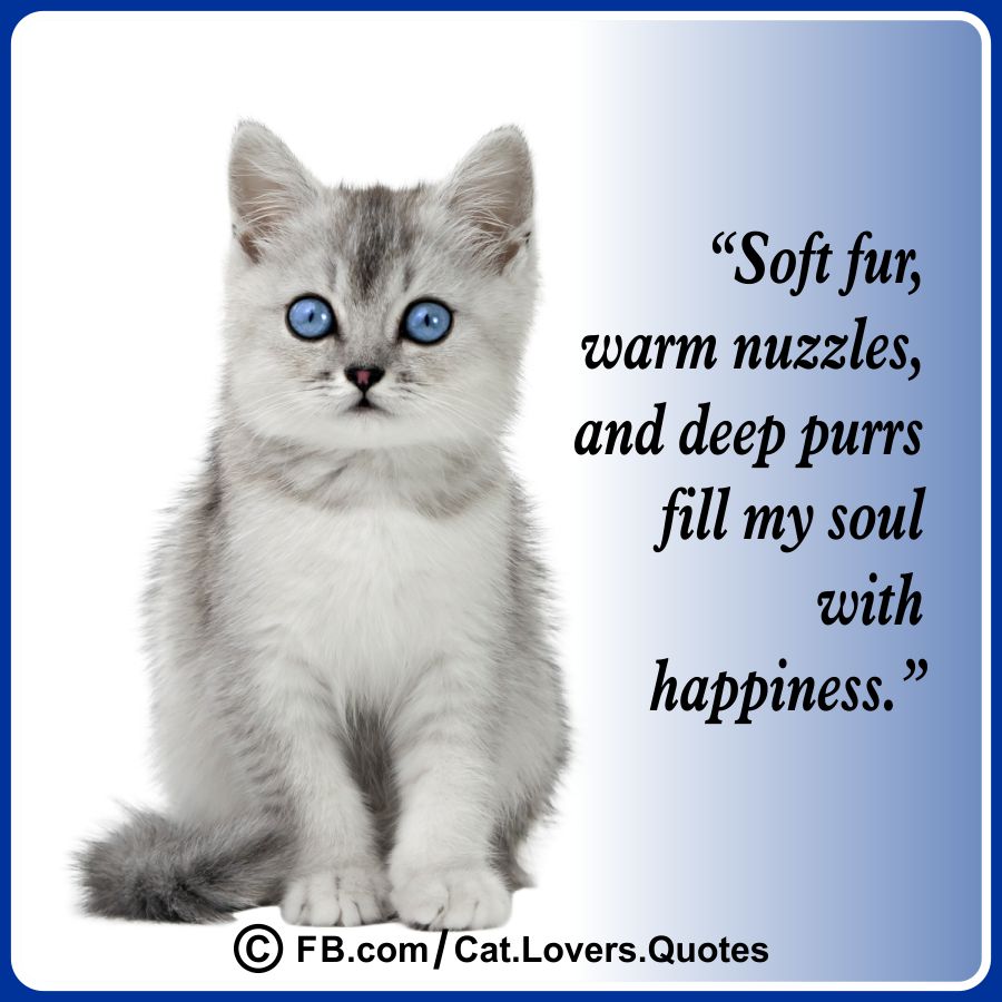 Heart-Melting Cat Lover Quotes 08