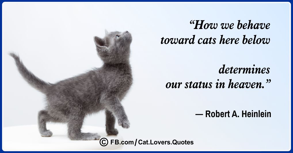 Heart-Melting Cat Lover Quotes 09