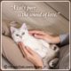Heart-Melting Cat Lover Quotes 10