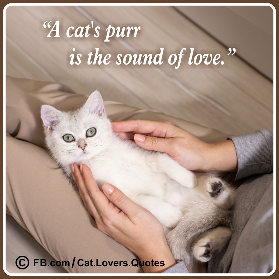 Heart-Melting Cat Lover Quotes 10