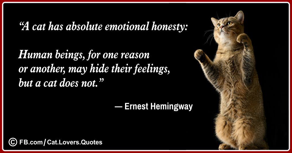 Heart-Melting Cat Lover Quotes 11