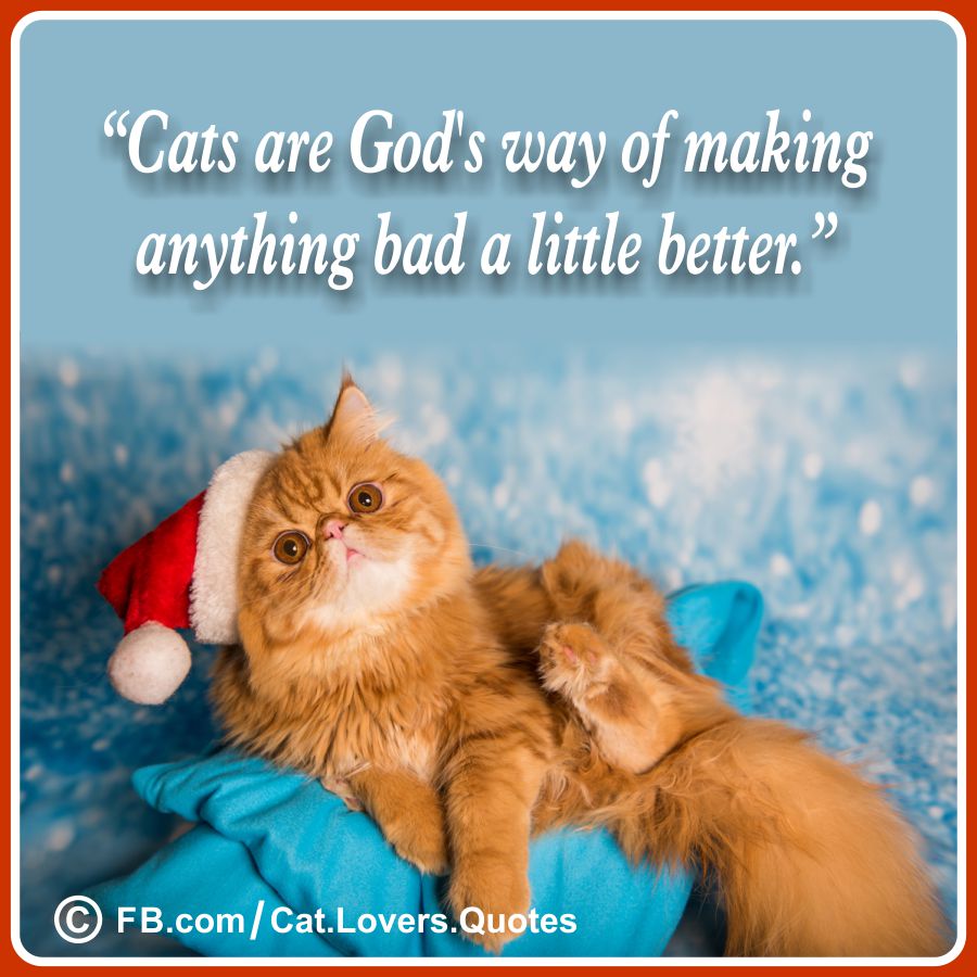 Heart-Melting Cat Lover Quotes 12