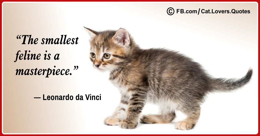 Heart-Melting Cat Lover Quotes 13