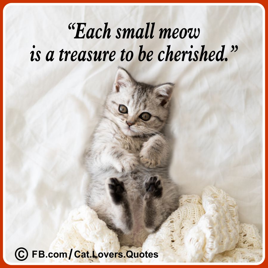 Heart-Melting Cat Lover Quotes 14