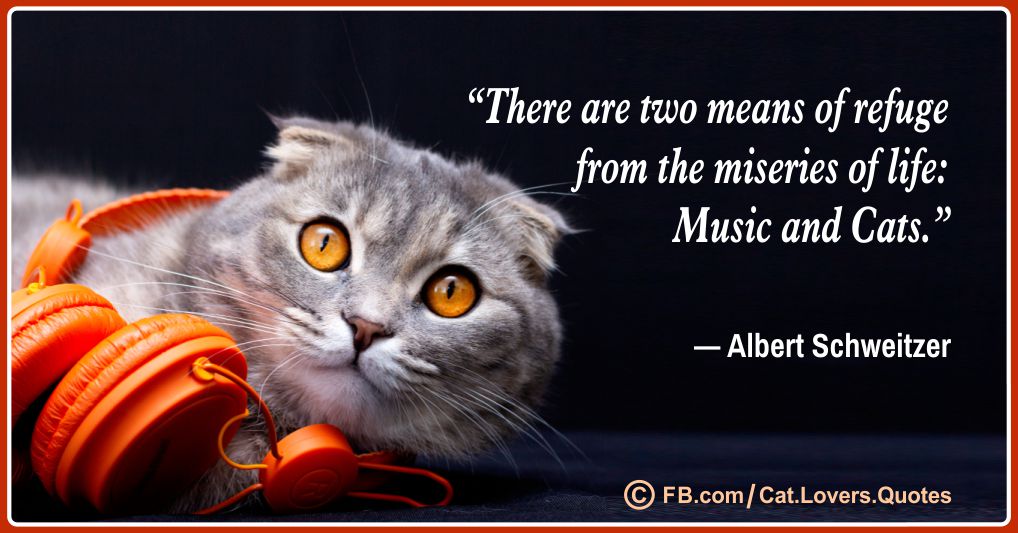Heart-Melting Cat Lover Quotes 15