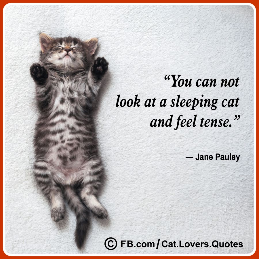 Heart-Melting Cat Lover Quotes 16