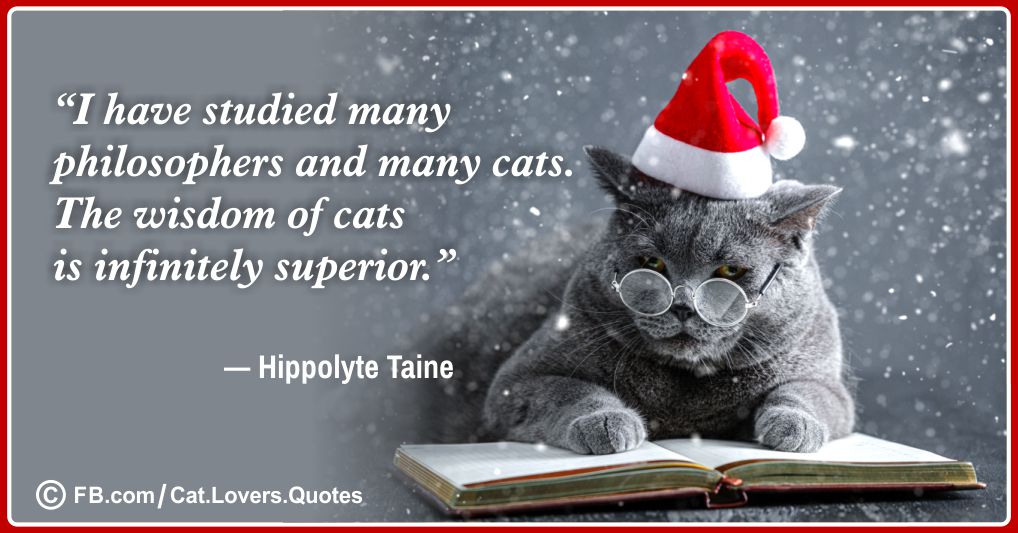Heart-Melting Cat Lover Quotes 17