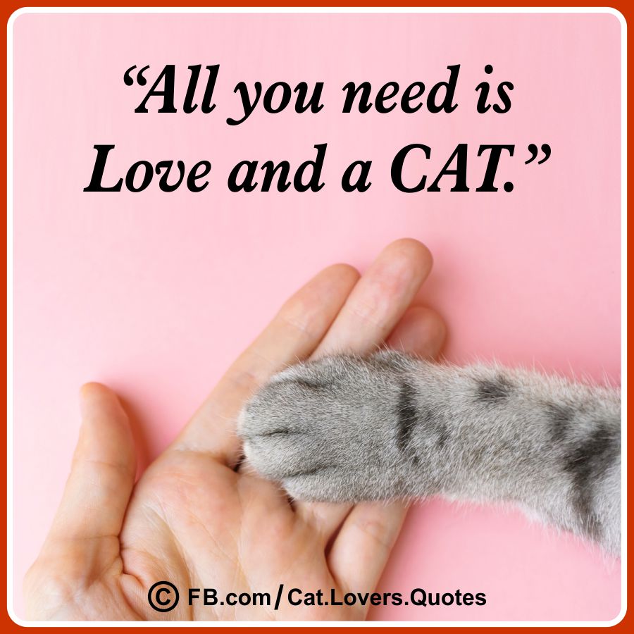 Heart Melting Cat Lover Quotes