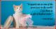 Heart-Melting Cat Lover Quotes 19
